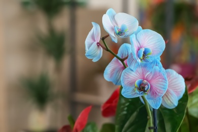 Photo of Beautiful orchid flowers on blurred background. Tropical plant