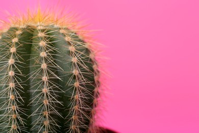 Beautiful green cactus on pink background, closeup with space for text. Tropical plant