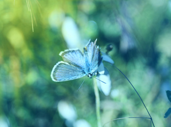 Photo of Beautiful Adonis blue butterfly on plant in field, closeup