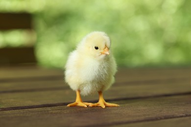 Photo of Cute chick on wooden surface outdoors, closeup. Baby animal