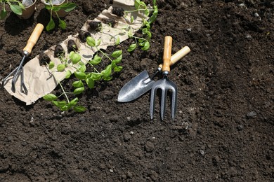 Photo of Many seedlings and different gardening tools on ground outdoors, above view. Space for text