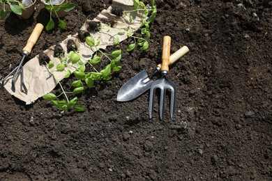 Many seedlings and different gardening tools on ground outdoors, above view. Space for text