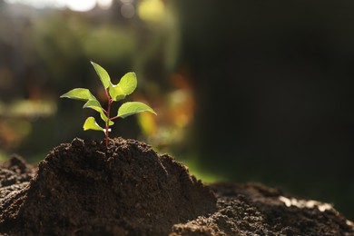 Photo of Seedling growing in soil outdoors, space for text. Planting tree