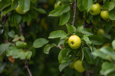 Photo of Apple tree with fresh ripe fruits outdoors, closeup