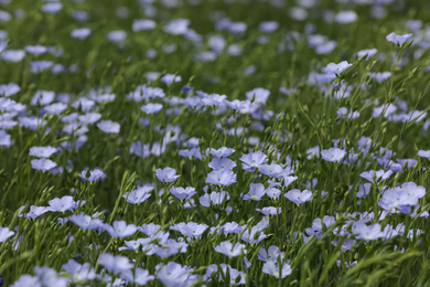 Beautiful view of blooming flax field on summer day