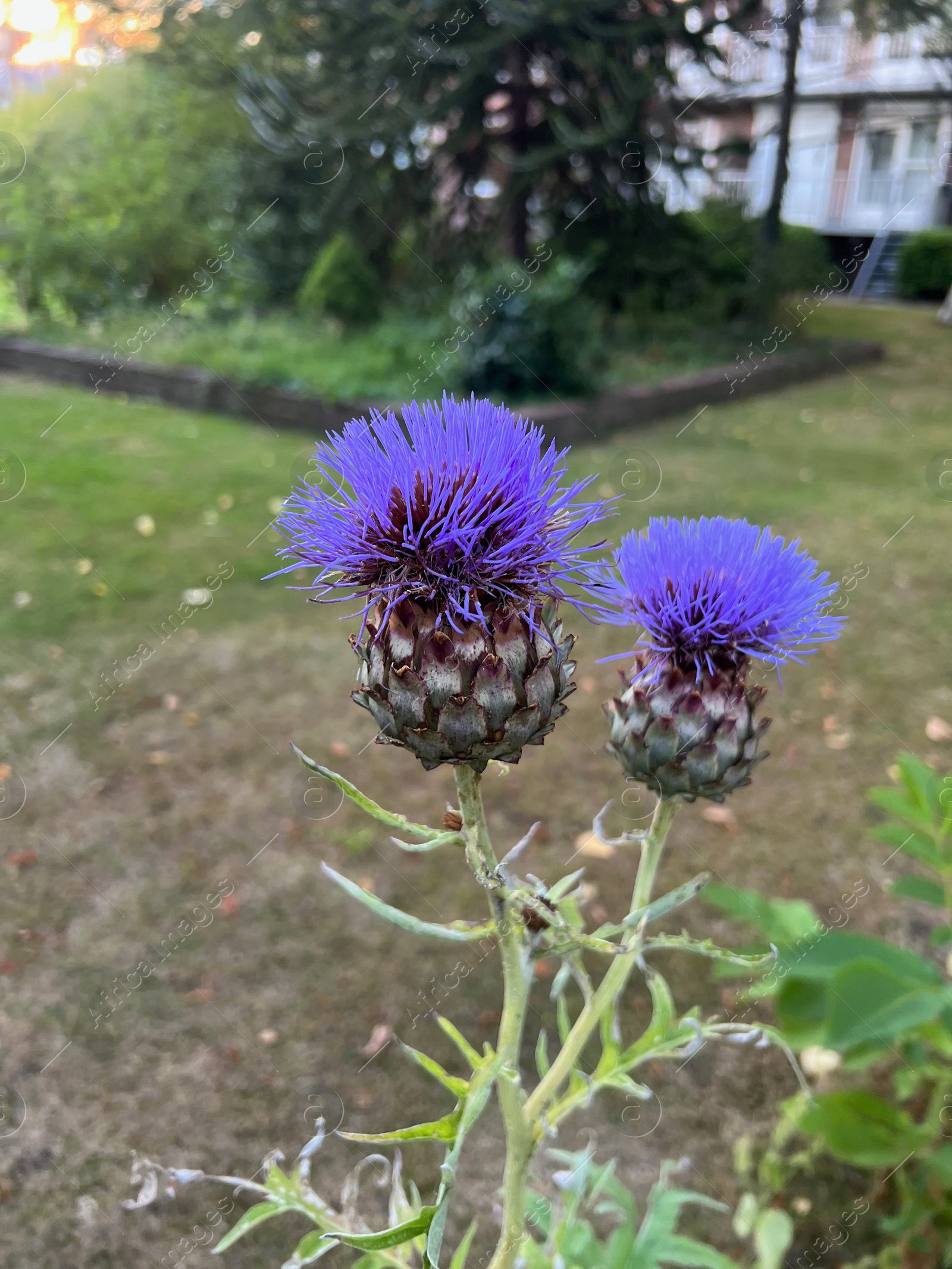 Photo of Beautiful blooming artichoke thistle or cardoon growing outdoors