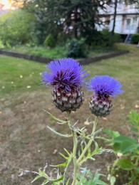 Photo of Beautiful blooming artichoke thistle or cardoon growing outdoors