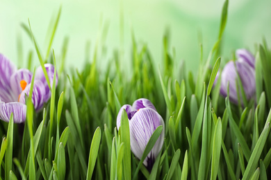 Photo of Fresh grass and crocus flowers on light green background, closeup. Spring season