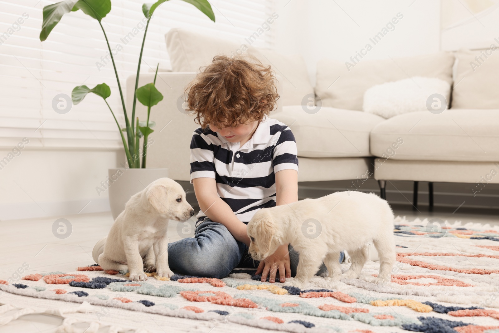 Photo of Little boy with cute puppies on carpet at home