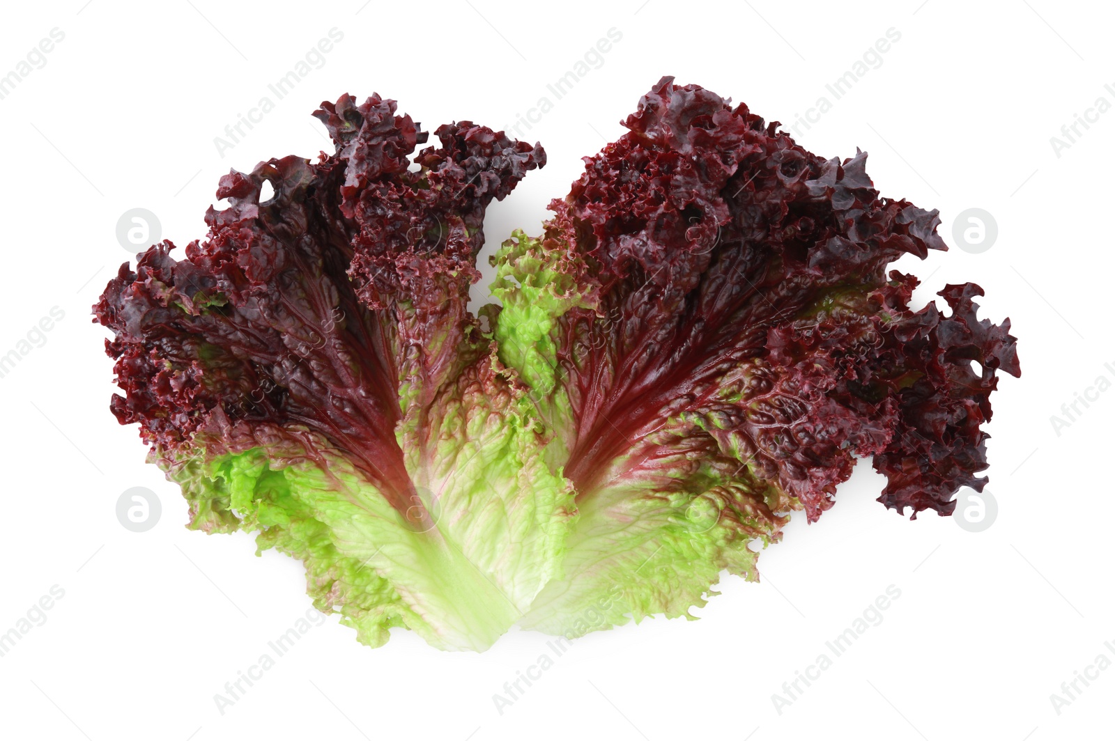 Photo of Leaves of fresh red coral lettuce isolated on white