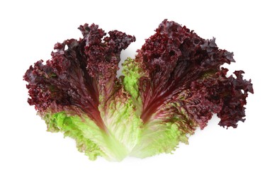 Leaves of fresh red coral lettuce isolated on white