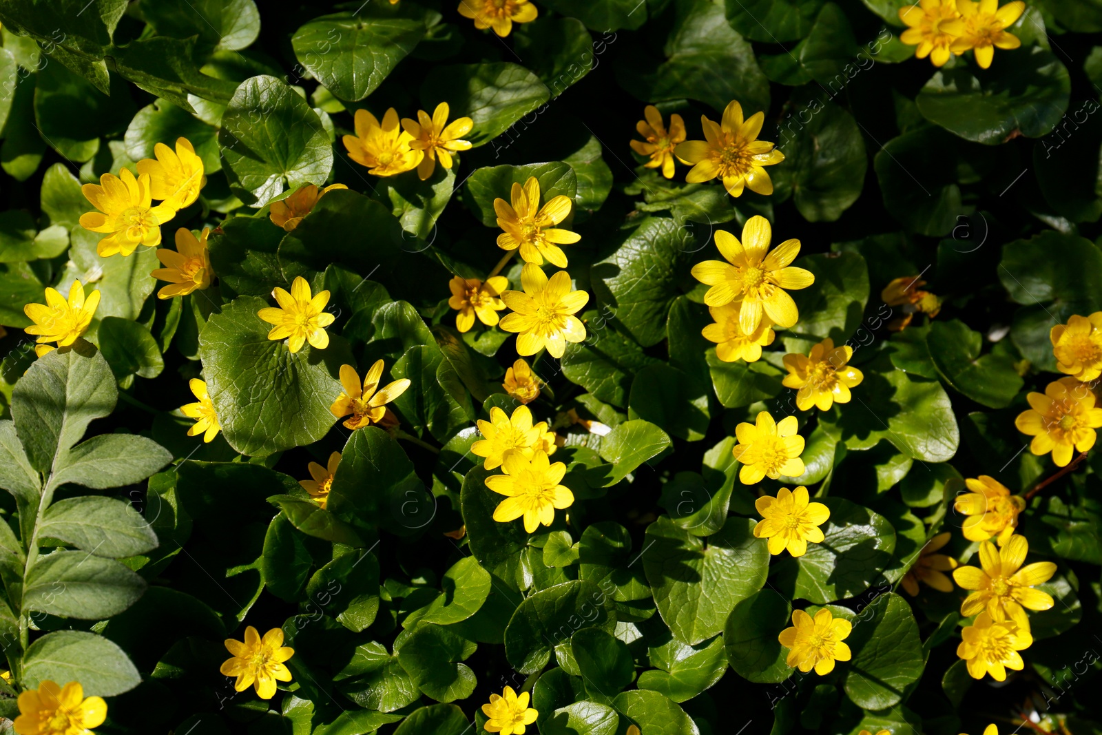 Photo of Beautiful lesser celandine flowers outdoors, closeup view
