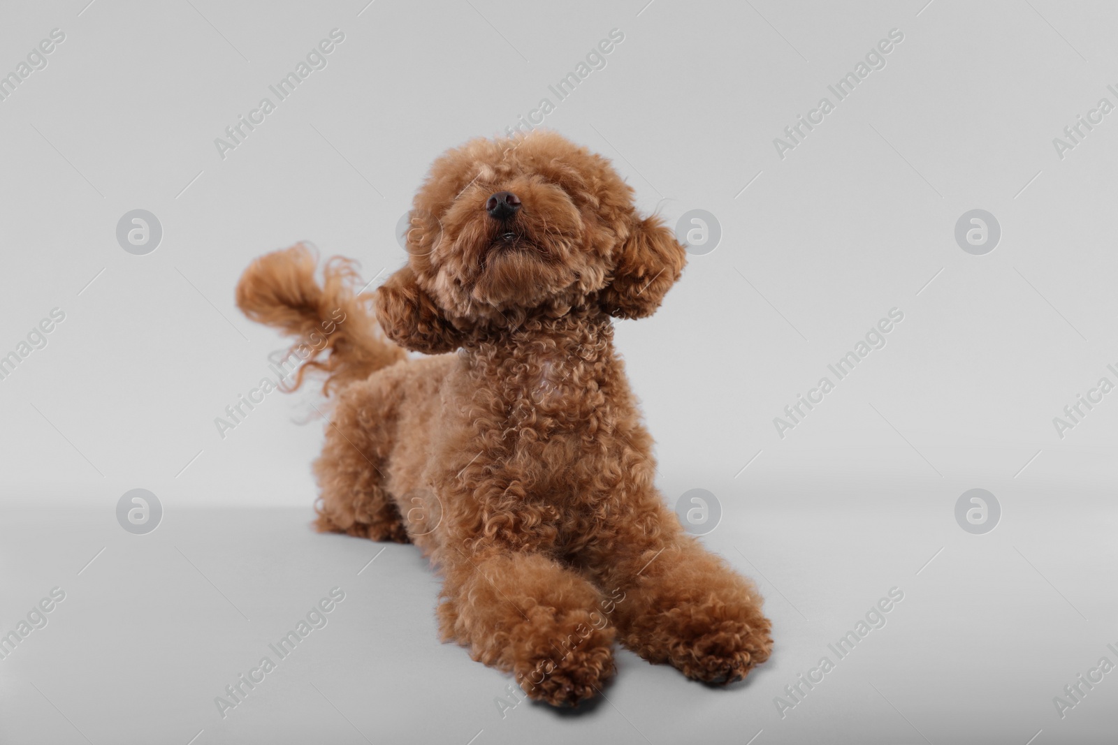 Photo of Cute Maltipoo dog on light grey background. Lovely pet