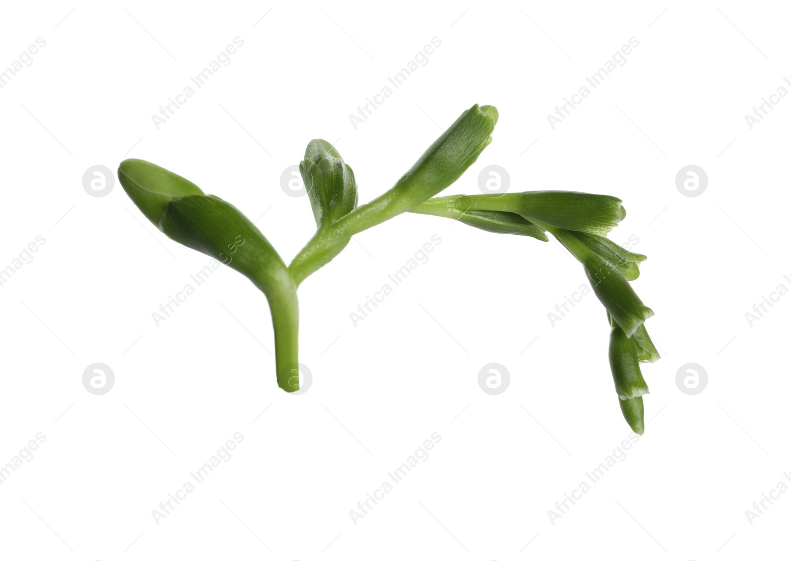 Photo of Beautiful green freesia buds isolated on white