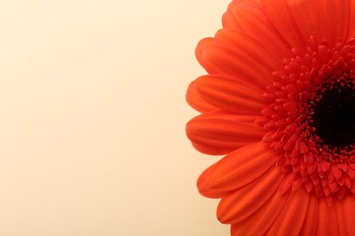 Photo of Beautiful orange gerbera flower on beige background, top view. Space for text