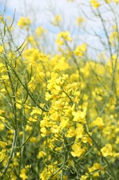 Photo of Beautiful rapeseed flowers blooming outdoors, closeup view