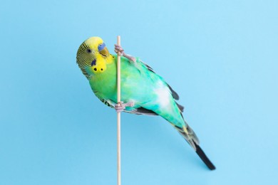 Photo of Beautiful parrot on light blue background. Exotic pet