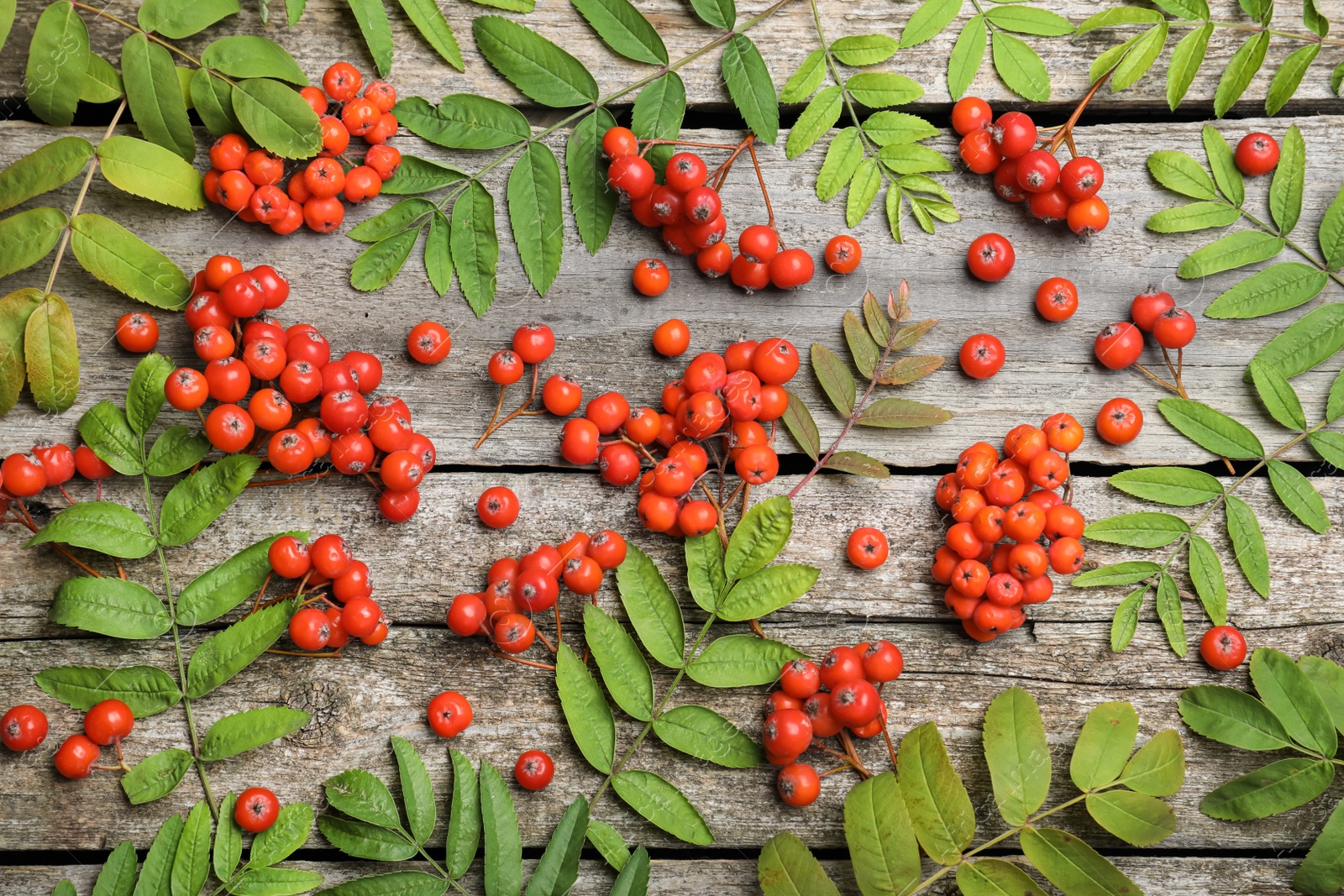 Photo of Fresh ripe rowan berries and green leaves on wooden table, flat lay