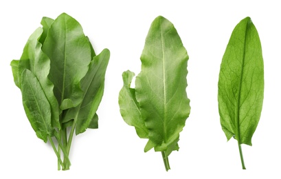 Image of Set of fresh sorrel leaves on white background
