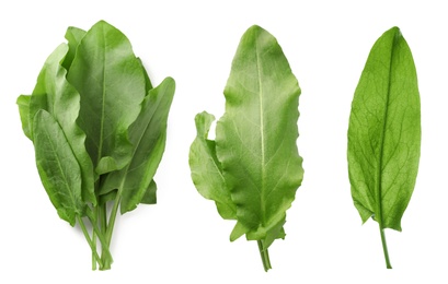 Set of fresh sorrel leaves on white background