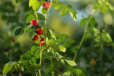 Photo of Rose hip bush with ripe red berries in garden