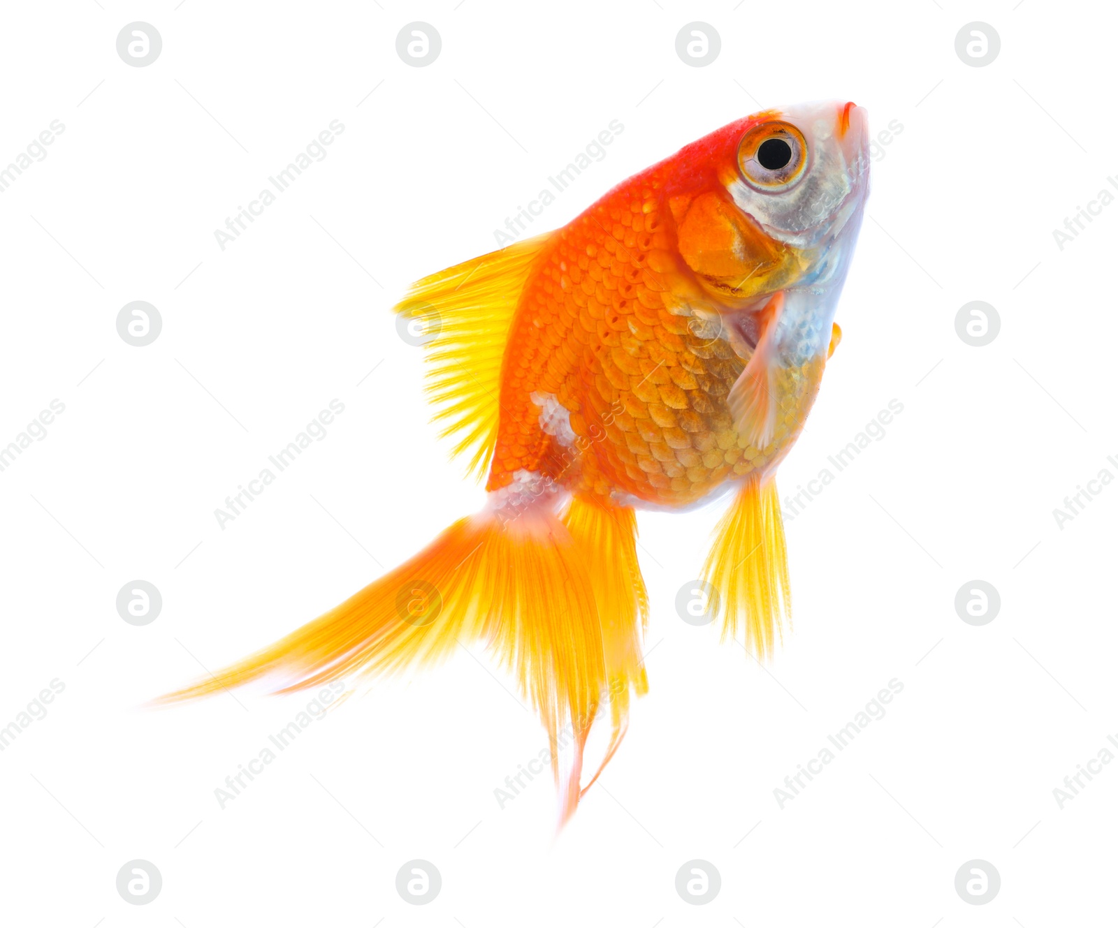 Photo of Beautiful bright small goldfish isolated on white