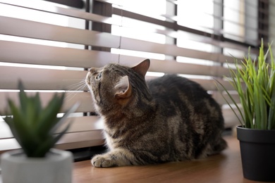 Photo of Adorable cat and houseplants on window sill at home