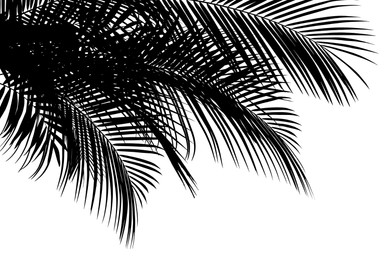 Image of Silhouette of beautiful palm leaves on white background