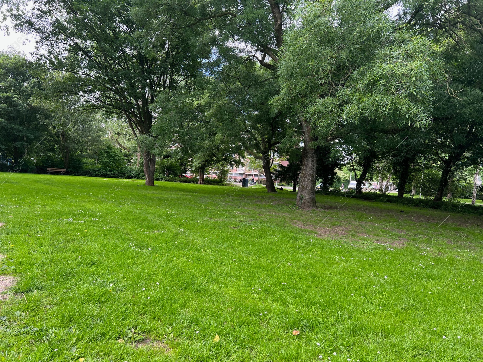 Photo of Beautiful view of green lawn and trees in park