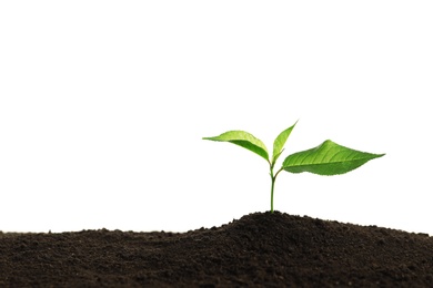 Photo of Young plant in fertile soil on white background, space for text. Gardening time