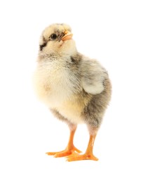 Photo of One cute chick isolated on white. Baby animal