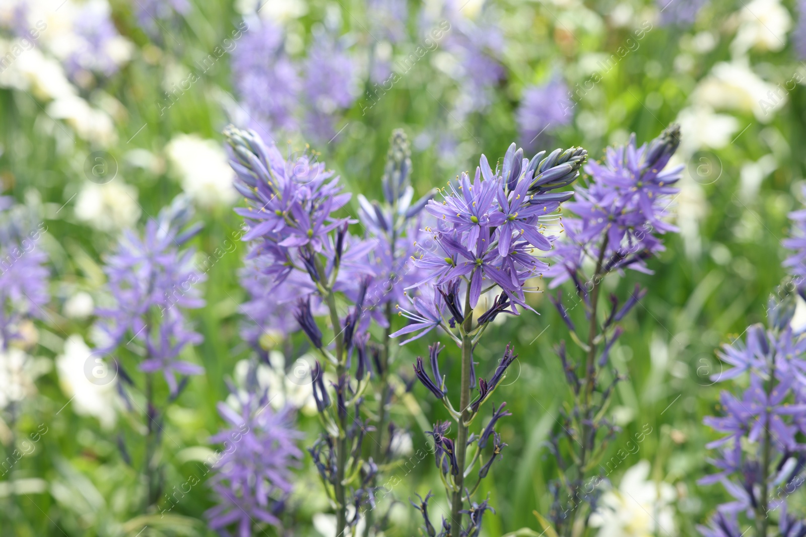 Photo of Beautiful Camassia flowers growing outdoors, closeup view. Spring season