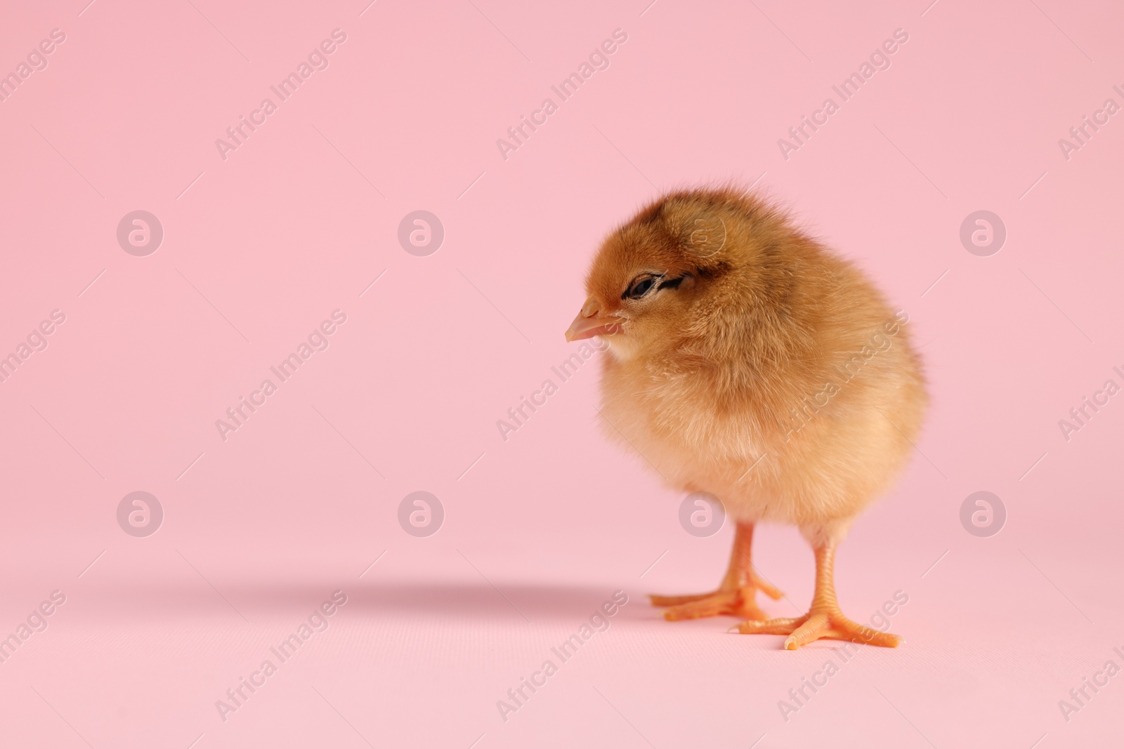 Photo of Cute chick on pink background, closeup with space for text. Baby animal