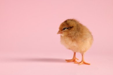 Photo of Cute chick on pink background, closeup with space for text. Baby animal
