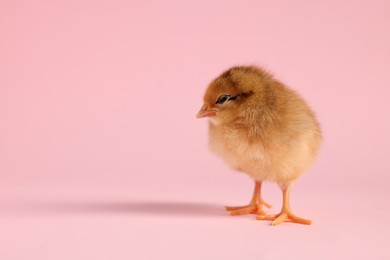 Cute chick on pink background, closeup with space for text. Baby animal