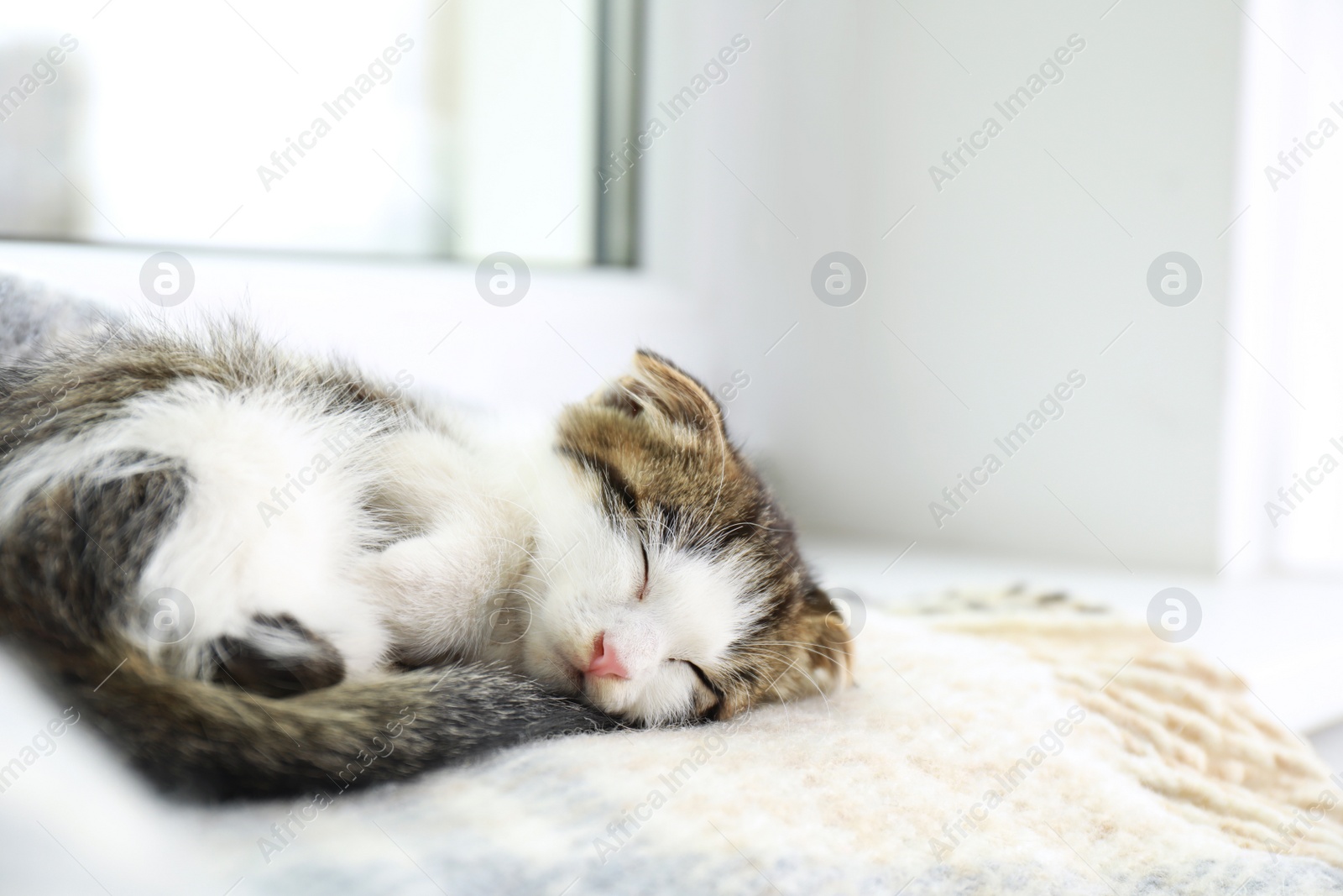 Photo of Adorable little kitten sleeping on blanket near window indoors
