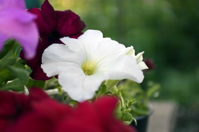 Photo of Beautiful petunia flowers outdoors on spring day, closeup