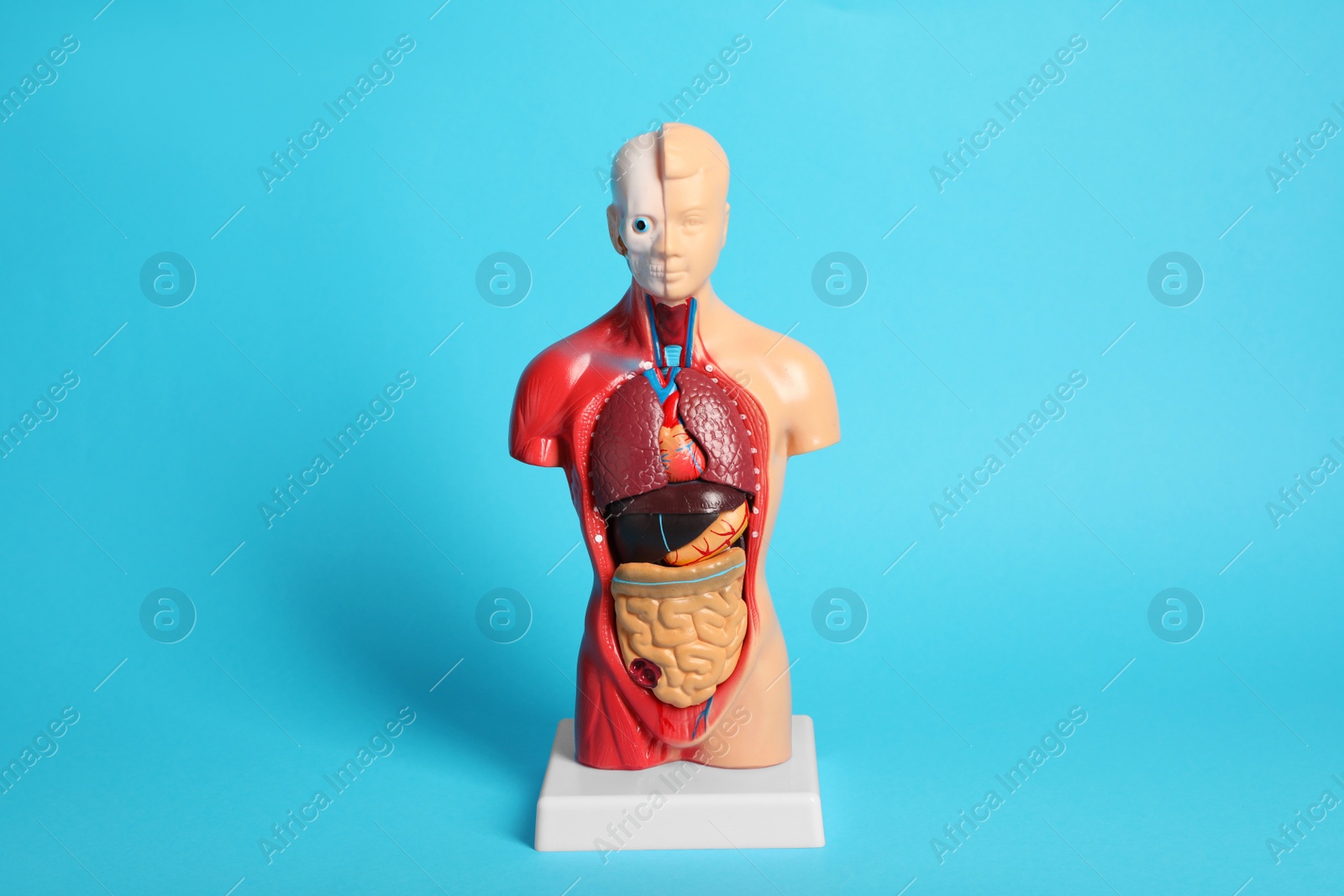 Photo of Human anatomy mannequin showing internal organs on light blue background