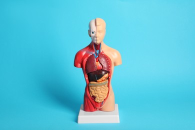 Human anatomy mannequin showing internal organs on light blue background