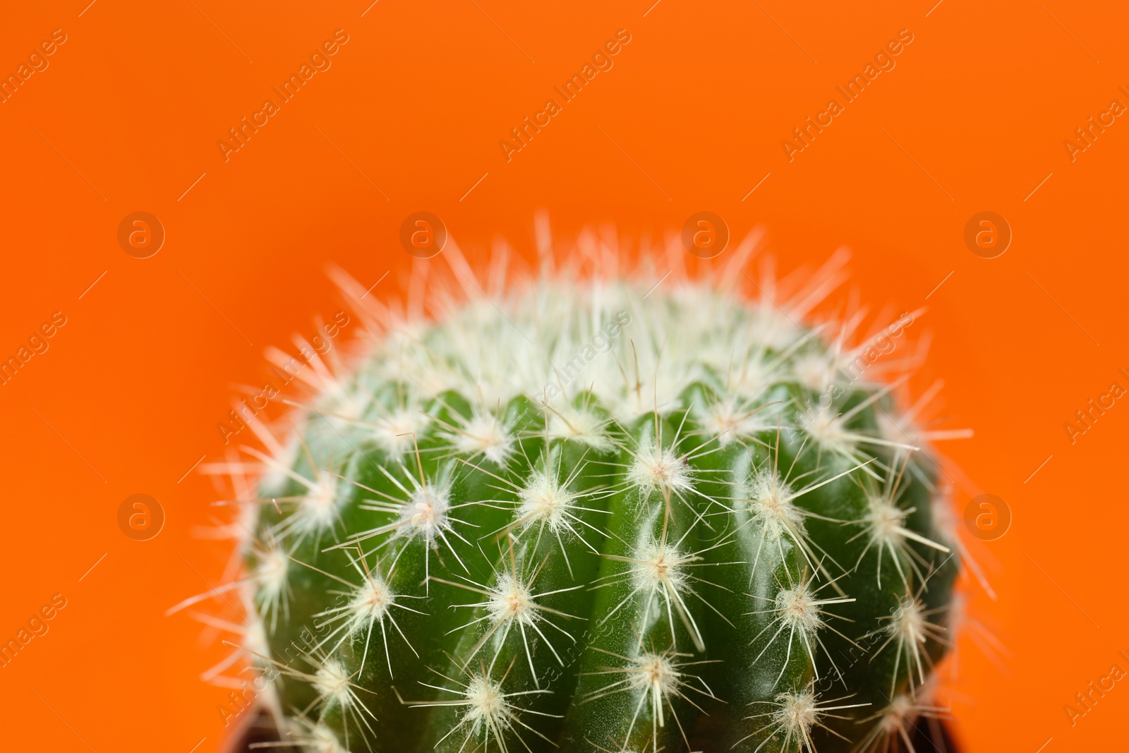 Photo of Beautiful green cactus on orange background, closeup. Tropical plant