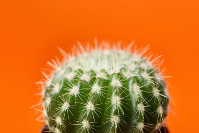 Beautiful green cactus on orange background, closeup. Tropical plant