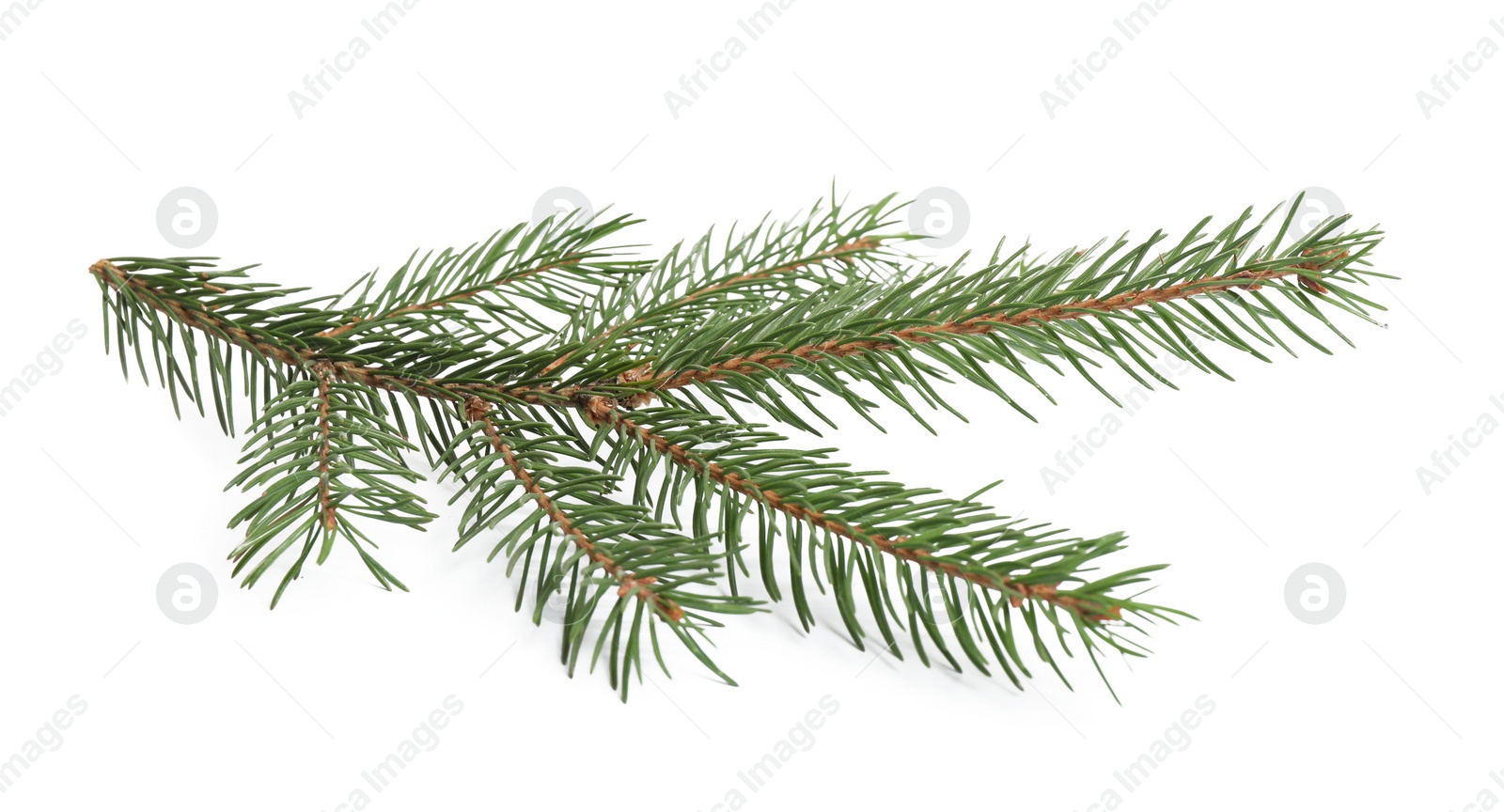 Photo of Branch of fir tree on white background