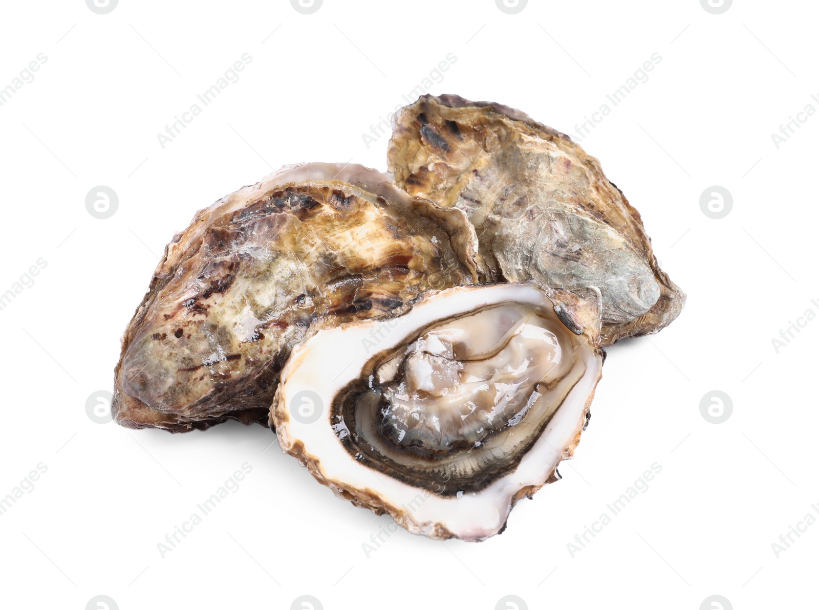 Photo of Fresh raw closed and open oysters on white background