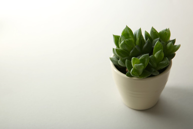 Photo of Beautiful potted echeveria on white background, space for text. Succulent plant