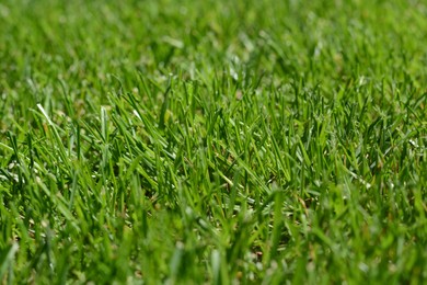 Photo of Beautiful bright green grass on sunny day, closeup