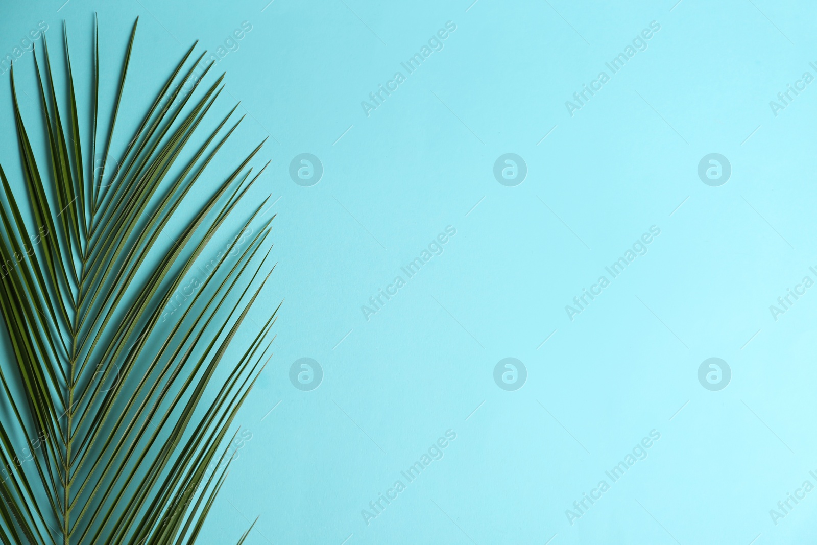 Photo of Beautiful tropical leaf on color background, top view