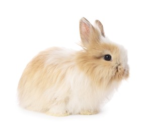 Cute fluffy pet rabbit isolated on white