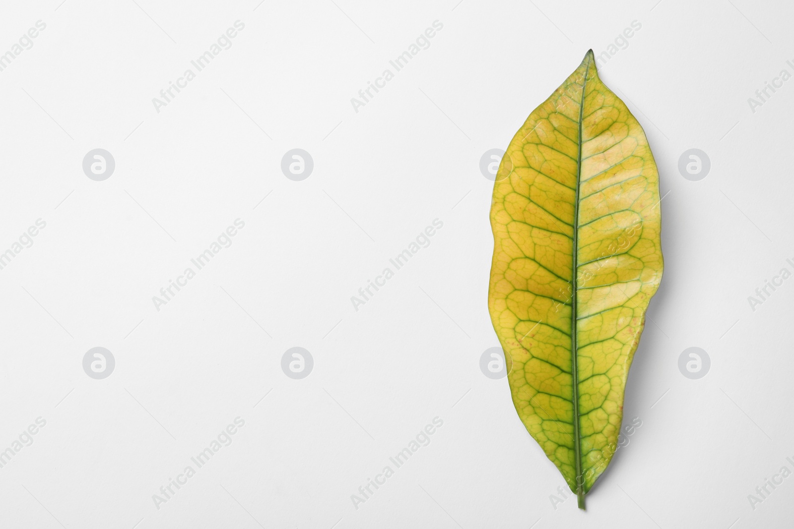 Photo of Leaf of tropical codiaeum plant on white background, top view