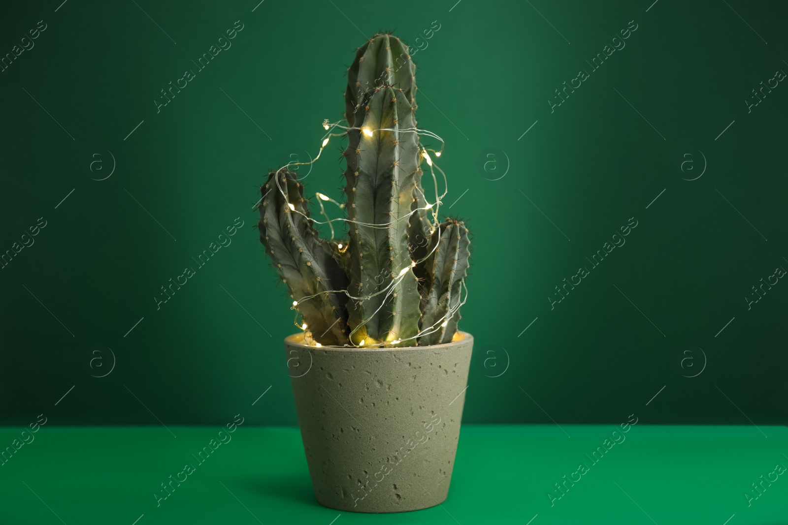 Photo of Cactus decorated with glowing fairy lights on green background