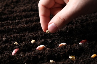 Photo of Woman planting pea in fertile soil, closeup. Vegetable seeds